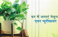 घर में लगाएं नेचुरल एयर प्यूरीफायर